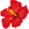 ハイビスカス
